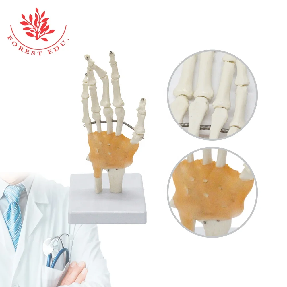 Skeleton Hand Model Hand & Wrist Bone Joint Anatomical Model