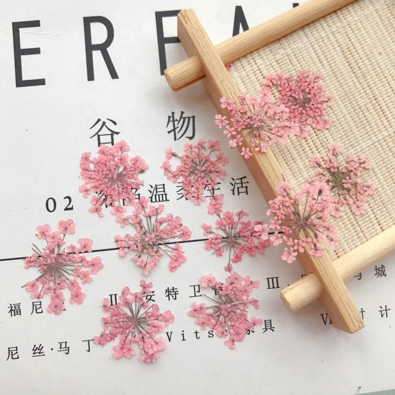 hotsale nail art dry flower dried Ammi Visnaga Lace Petal  real natural pressed Lace flower for resin and mobile phone case