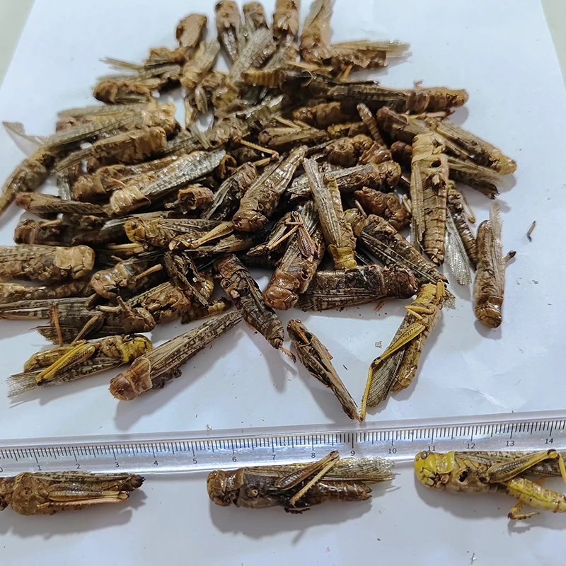 Great for Feeding Reptiles & Amphibians. Supplies Necessary Nutrients for Their Unique Diet.Dried Grasshopper