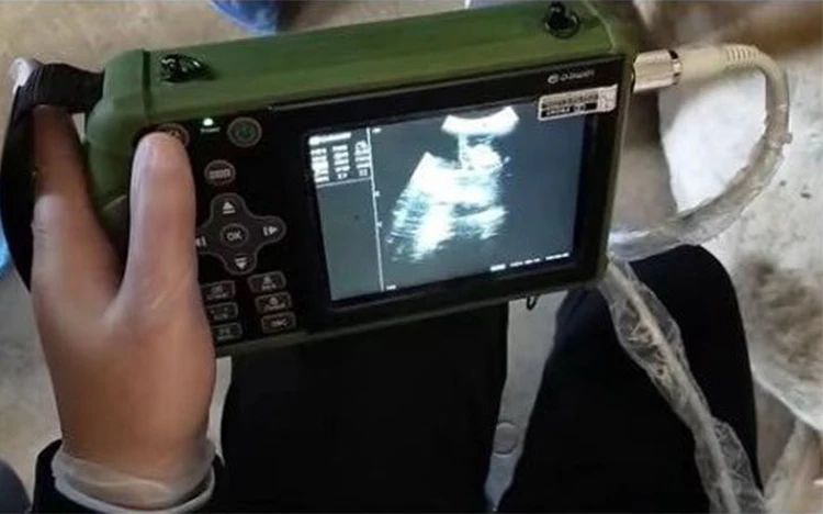 Easy Scan Portable Bovine Machine Fetal Sexing In Cows On Used Training Canada Videos Aging With Veterinary Ultrasound Machines