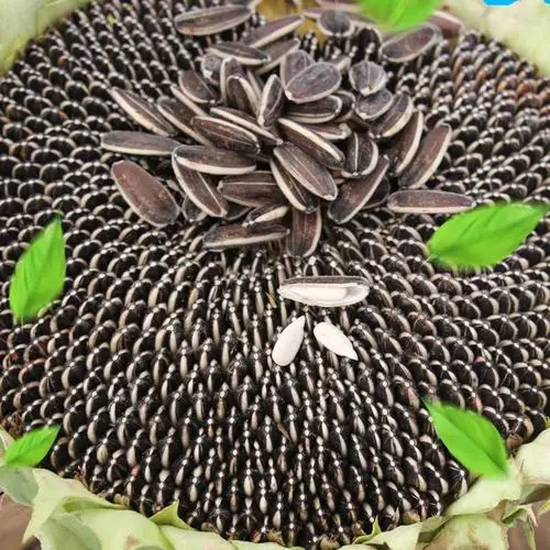 Hot Sale Low Price High Quality Bulk Small Package Salted Roasted Sunflower Seeds