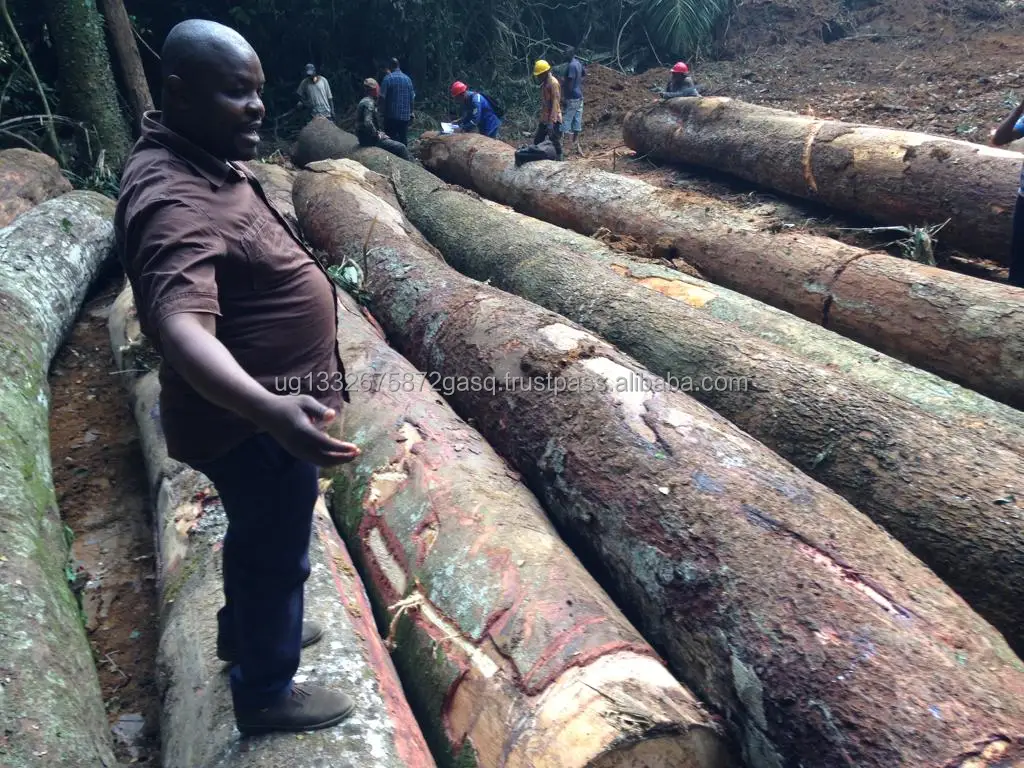 1/2  Birch Wood Logs & Lumber For Sale , West Africa Timber Logs , Cheap Hardwood Logs