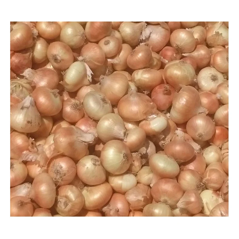 Fresh New Crop Specification Yellow Gloden Onions in Bulk