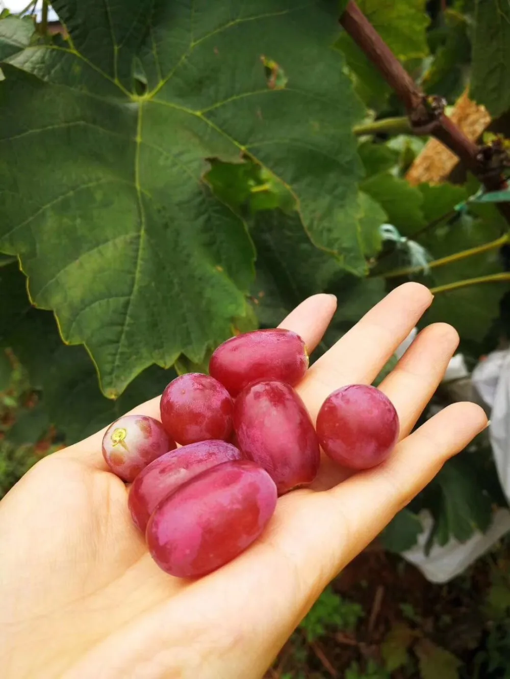 Экстракт грибов против томатного вируса
