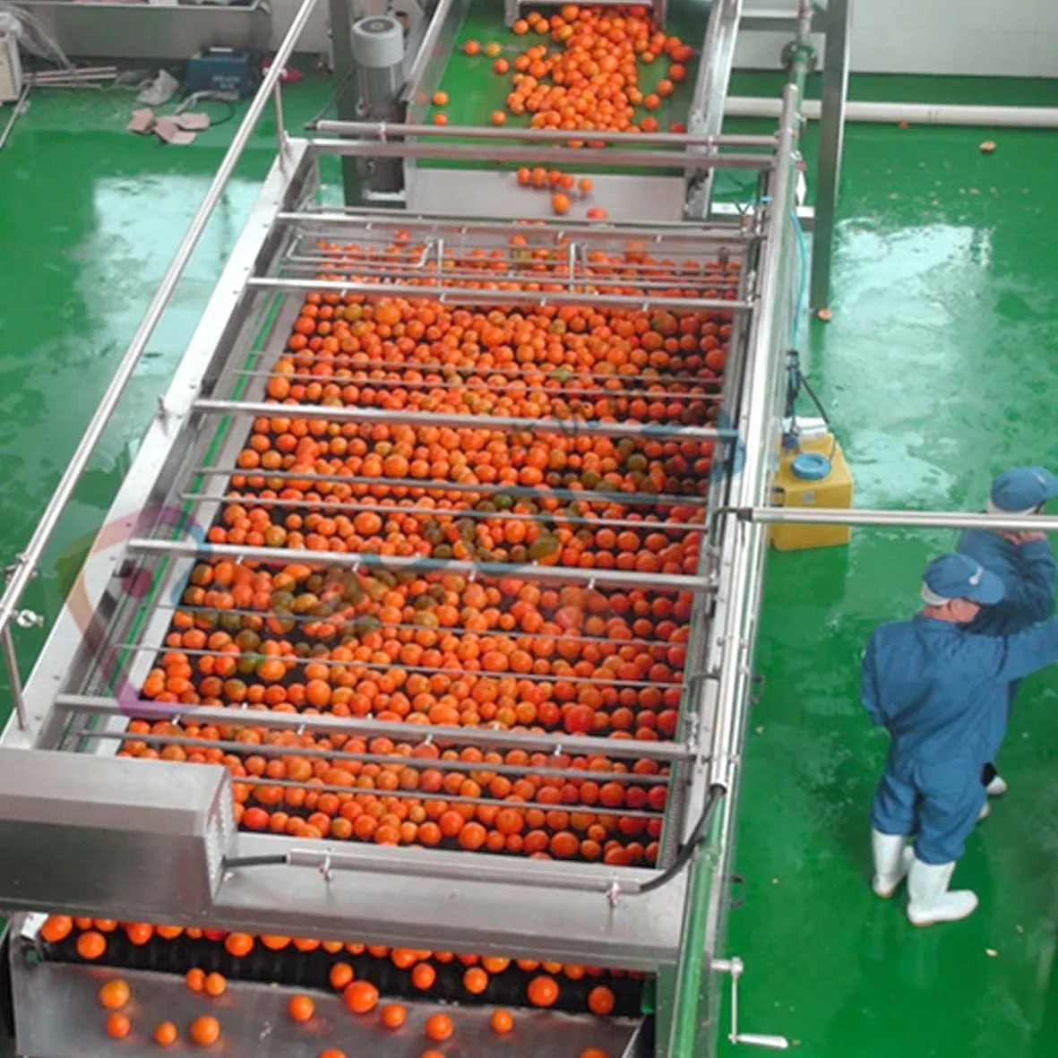Fruit apricot juice production line cherry sorting machine