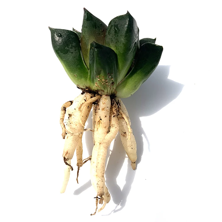 
for office Real natural plant mini succulent plants 