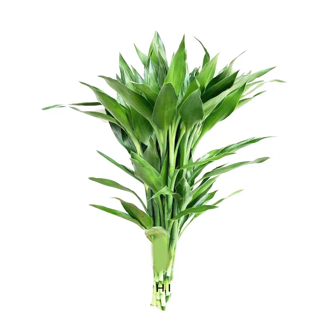 
Thailand Wholesale Fresh Cut Draceana Lucky bamboo decoration 
