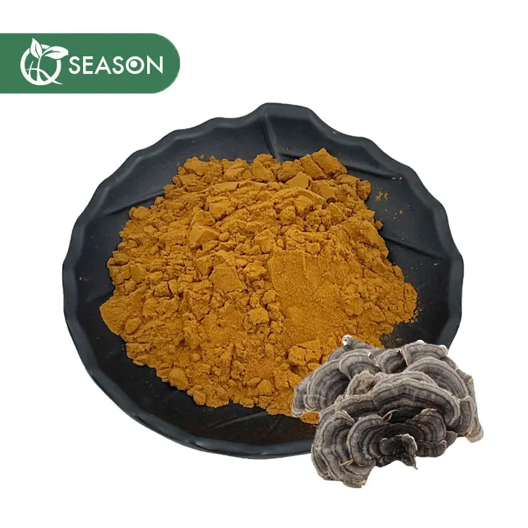 Coriolus Versicolor Extract Natural Turkey Tail Extract Make Turkey Tail Capsules