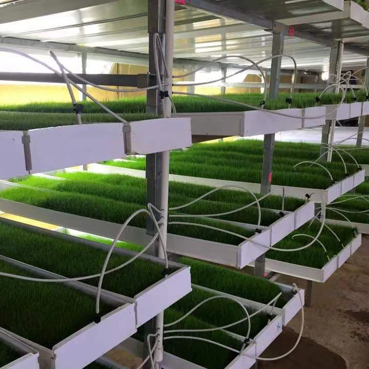 Hydroponic farm Daily output  fodder container growing systems