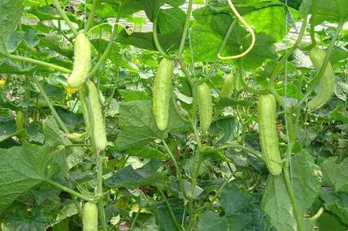 
Supply Early Maturity Hybrid f1 parthenocarpy white cucumber seed for planting 