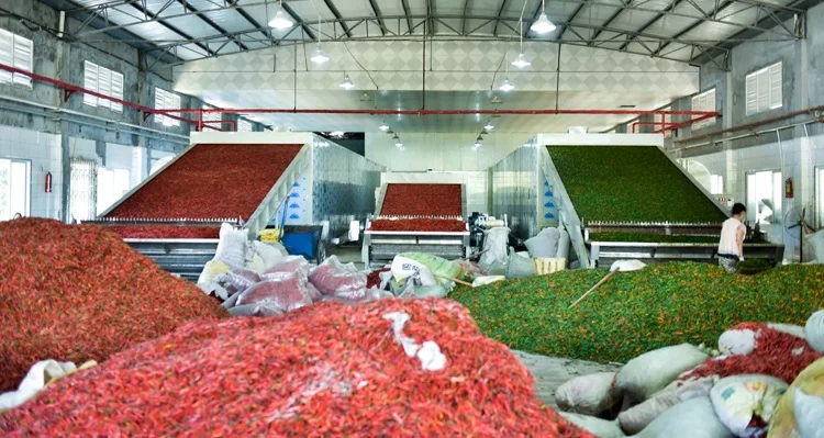 Chili ginger pepper continuous mesh belt drying machine for commercial vegetables and fruits dehydrator dryer