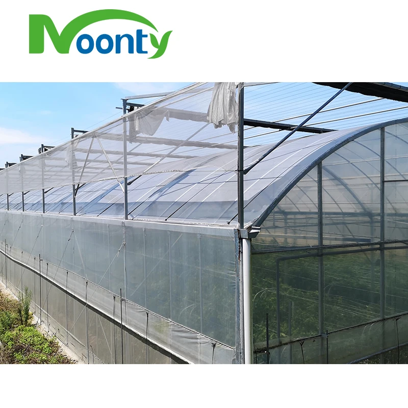 Plastic Film Greenhouse for Hydroponics Lettuce/Cucumber/Tomato/Cherry/Strawberry Growing