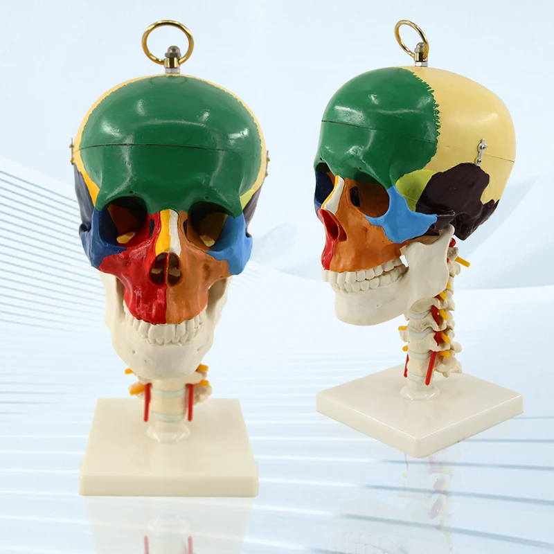 Улучшенное Качество анатомический Скелет натуральный размер пластиковый красочный человеческий череп модель 4 части медицинская модель