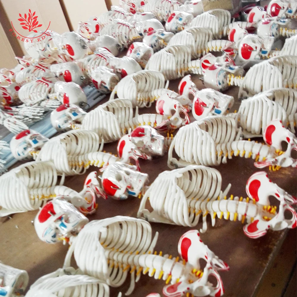 First Doctor Aid Training Medical Full Body General Doctor Adult Training Cpr Manikin