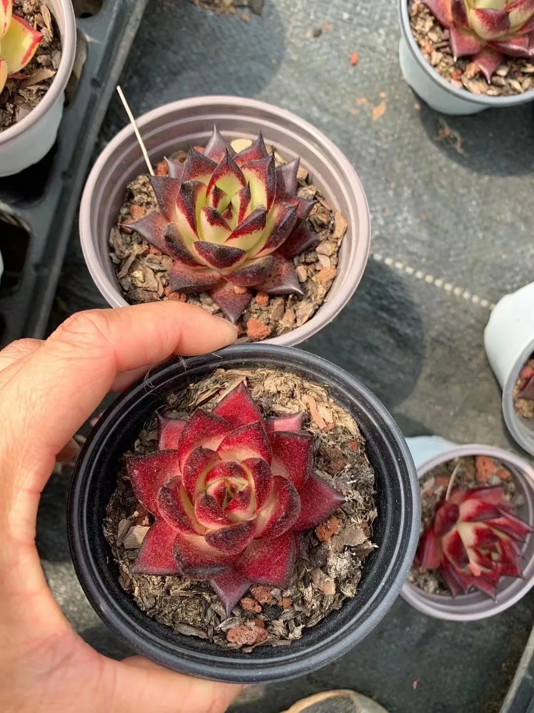 
Medinilla magnifica Lindl succulent plants live for home decoration 