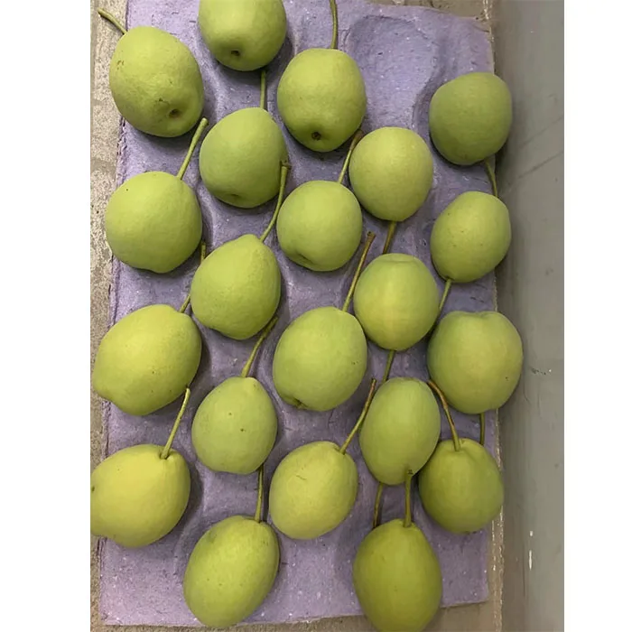 Новый сезон зеленый Шаньдун/nashi груша/песчаная груша