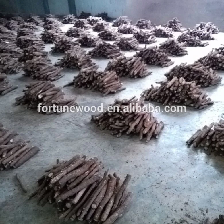 
Pao tong Cold resistant rapid increase seeds paulownia roots seedling 
