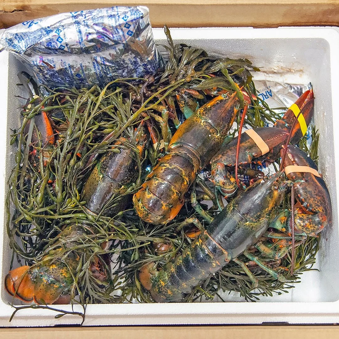 
Canadian Lobster Hot Sales 