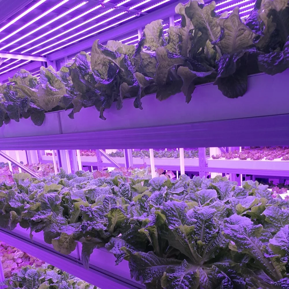 Smart Farm Hydroponic Plants Rack Indoor Vertical Growing System