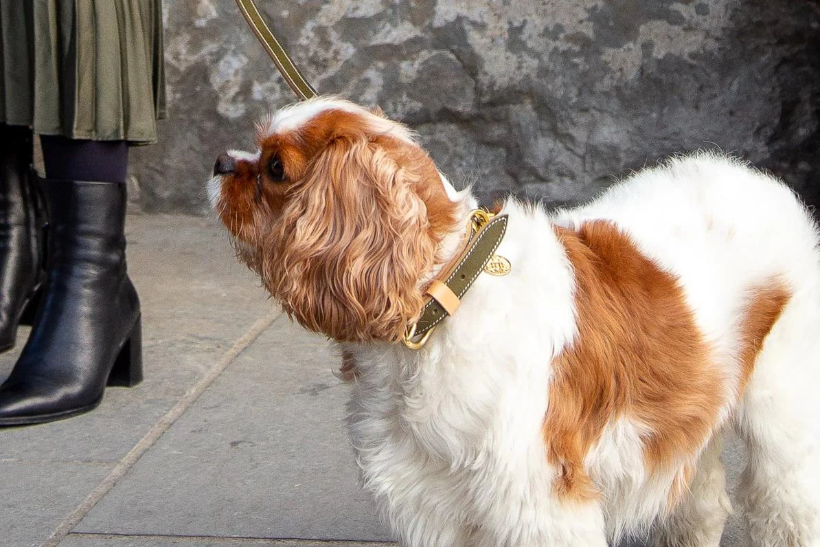 2022 Twinsis High Quality Nature Leather Durable Luxury Comfortable Premium Dog Collar Pet Collar