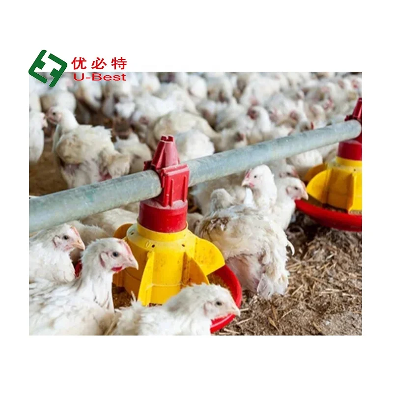 Good Quality Automatic  Broiler Feed and Drinking System Chicken Poultry Farm Equipment