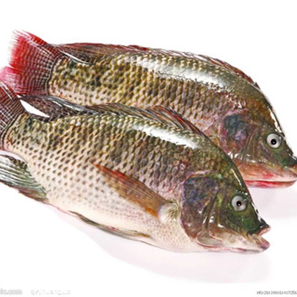 seafood wholesale top quality fresh frozen whole tilapia