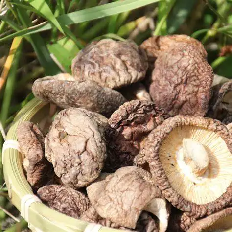 Healthy Food Dry Vegetables Bulk Dried Shiitake Mushroom