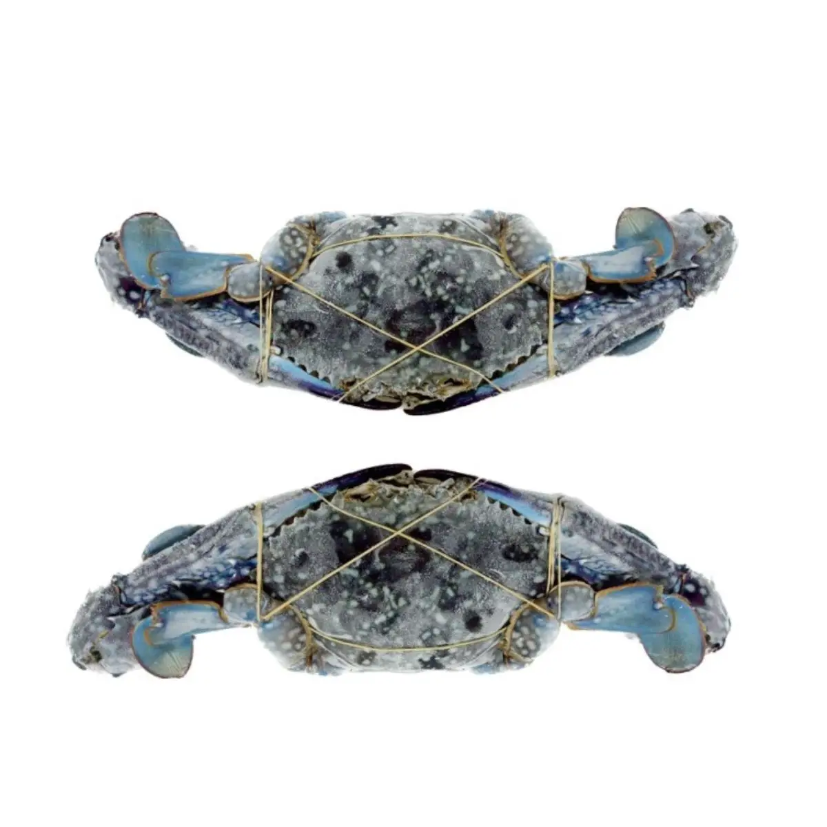 Frozen Whole Round Blue Swimming Crab Portunus Pelagicus Seafood Best Quality from Indonesia