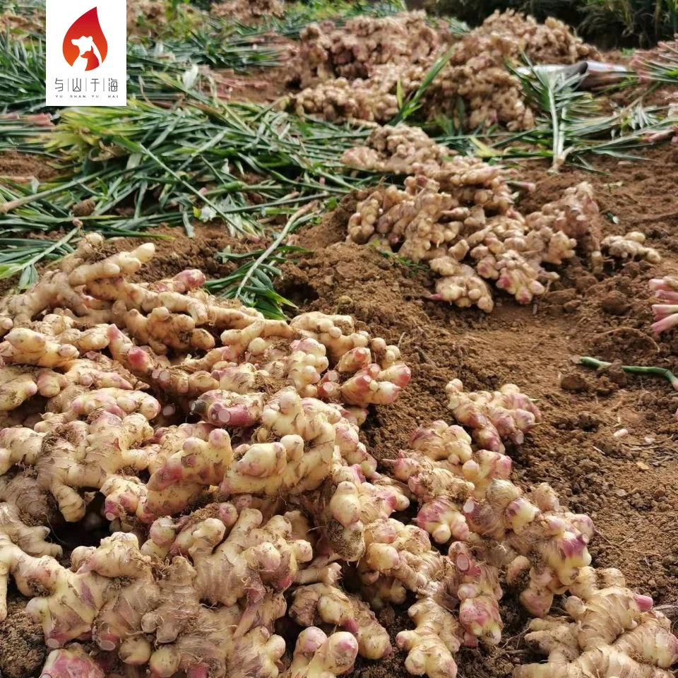 Comprehensive Nutrition selling market price per ton buy fresh young ginger