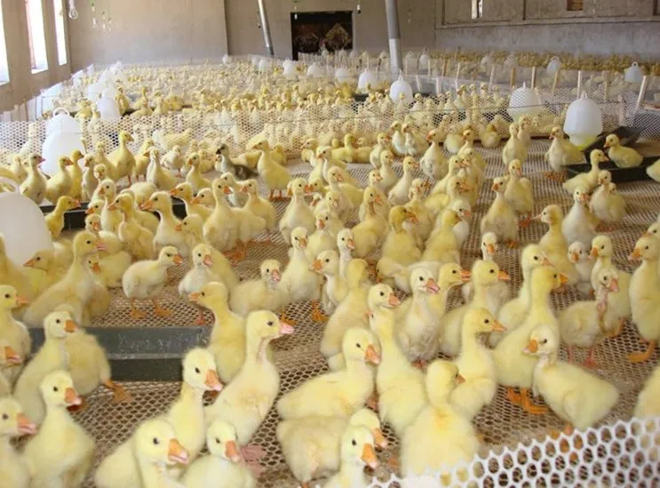 PP Material Chicken Plastic Net Floor Chicken Plastic Wire Mesh for Chicken Farm use Broilers Cage Breeding