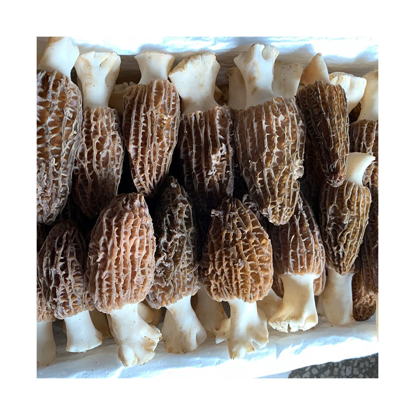black fresh morel mushrooms dried wild parlantes morels mushrooms for sale