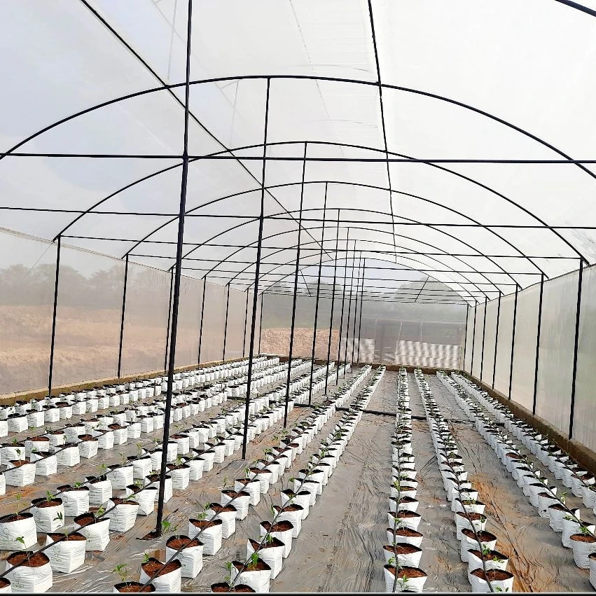 China Cheap Plastic Film Cover Single-Span Greenhouse PE Film Cover Green House Metal Frame