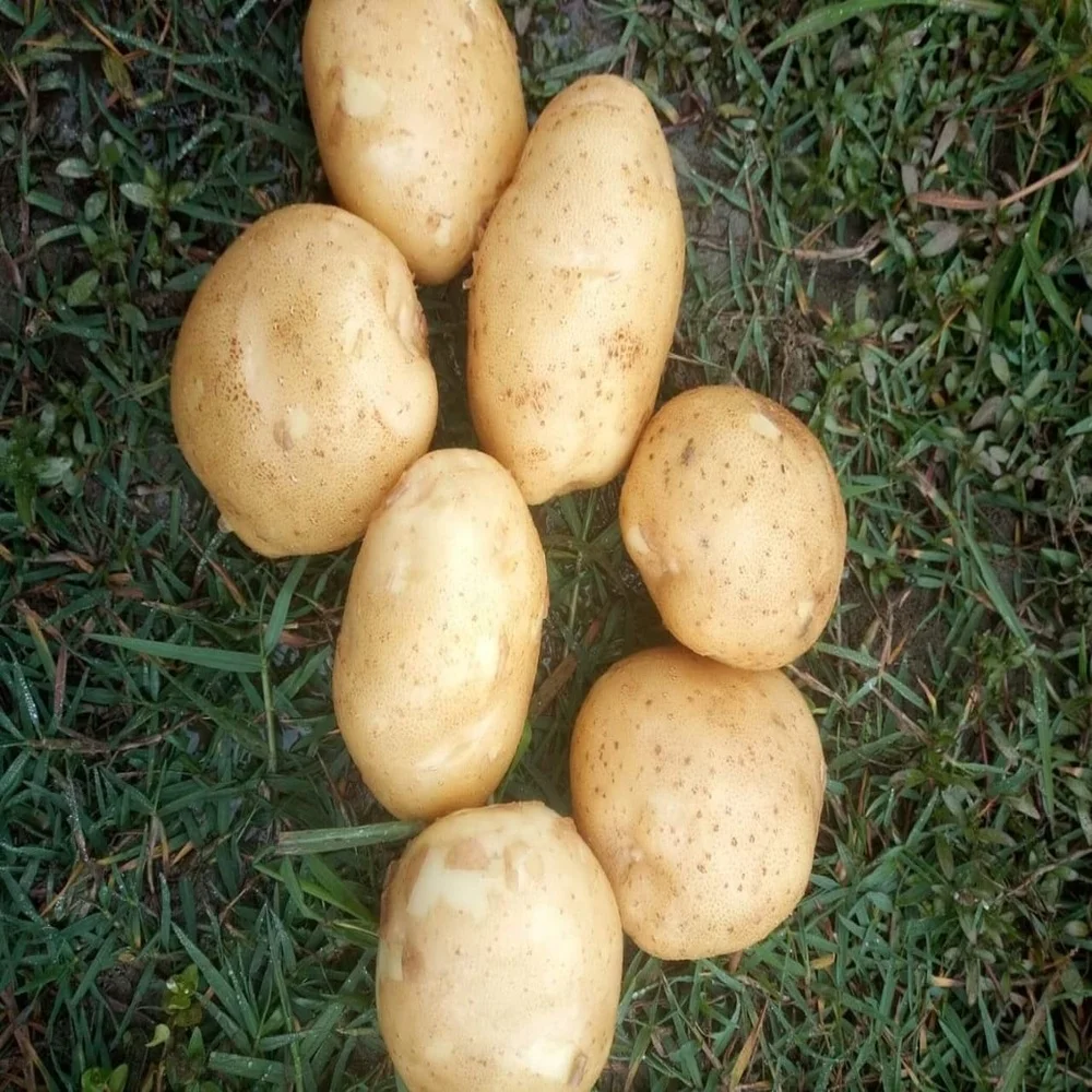 Свежий и экспортный качественный длинный Овальный картофель