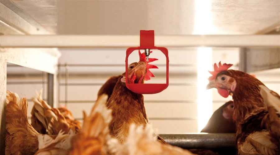 chicken nesting pads stainless steel automatic poultry feeders and drinkers for nigeria chickens