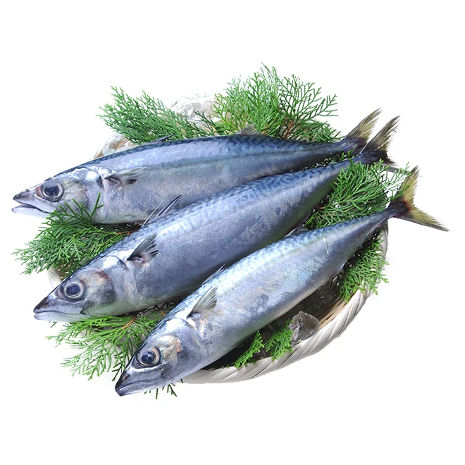 Hot sale vacuum pack suppliers fish frozen Japanese mackerel