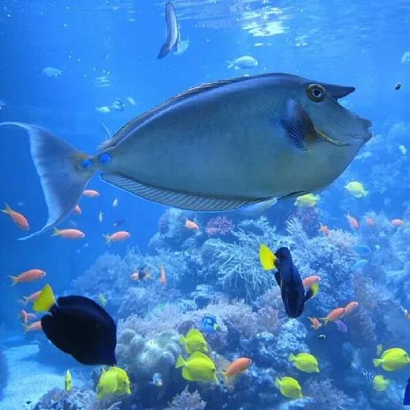 Кормовой Триметиламин N-оксид дигидрат TMAO 98% CAS No 62637-93-8 для водной кормовой добавки по низкой цене от производителя