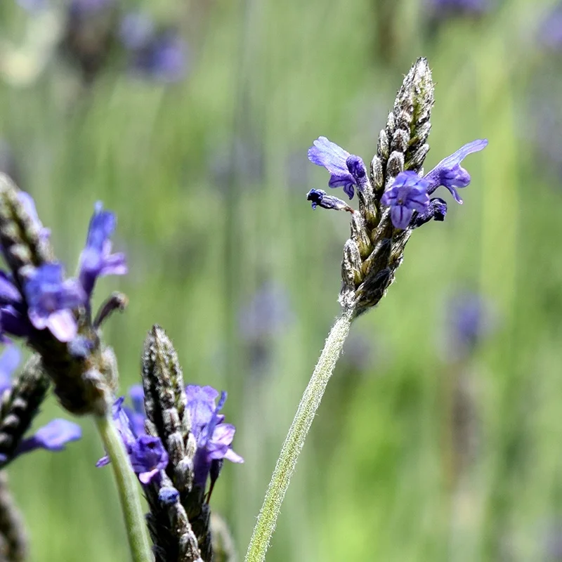 
Hot selling romantic lavender seeds purple lavender seeds 