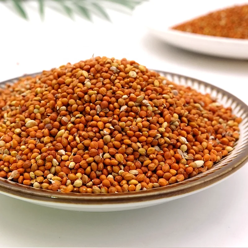 Wholesale red  foxtail millet in husk