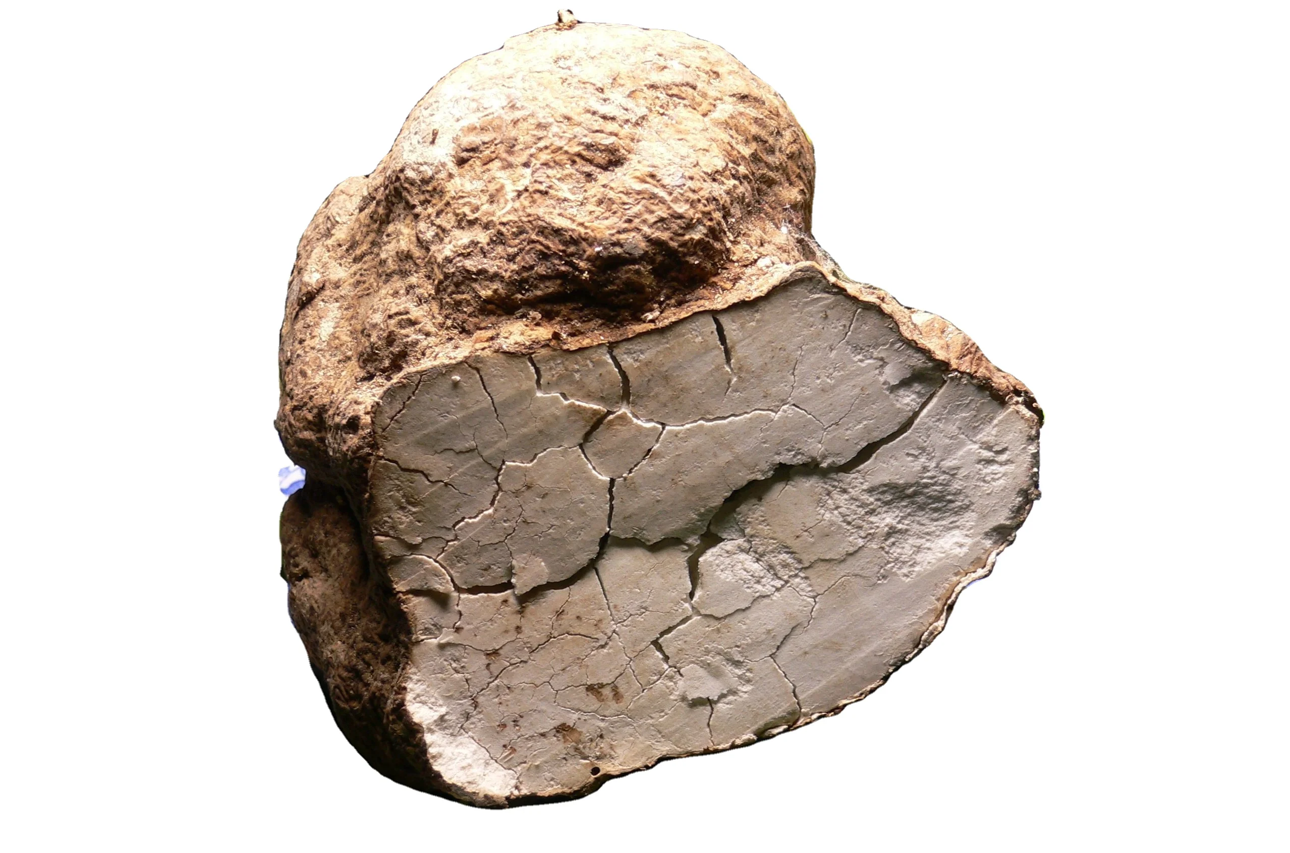 Poria cocos product OEM;Organic Poria Cocos Extract Powder Product;Poria Cocos Extract Manufacturers