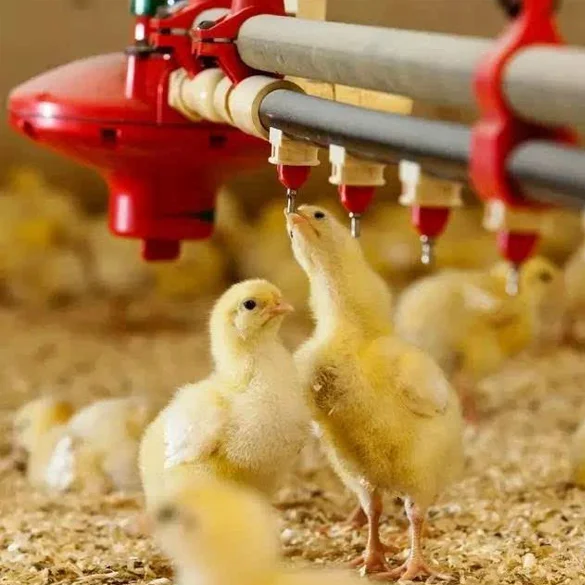 Полипропиленовая труба кормушка для цыплят и поилка автоматическая кролика курицы воды