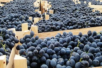 High quality fresh purple grapes