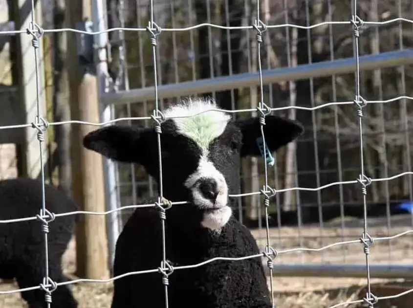 livestock deer fence 8ft field fence posts High Tensile Galvanized Steel Wire Mesh Grassland Fence goat proof