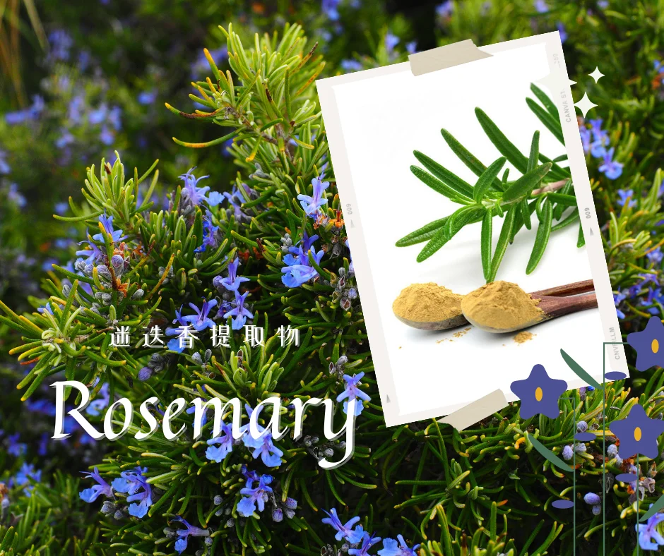 Factory Supplier Rosemary Extract Powder 25%Carnosic 25%Rosmarinic 50%Ursolic