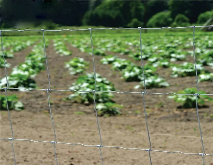 Sheep Goat frild fence6.jpg