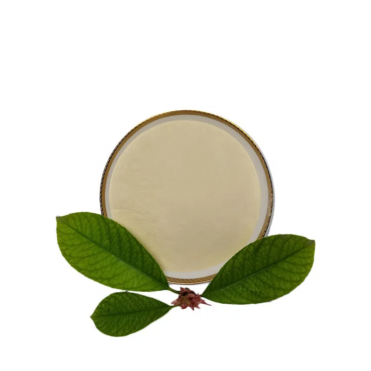 High grade Freeze dried probiotics powder of Lactobacillus paracasei for fermented foods and probiotic-fortified foods