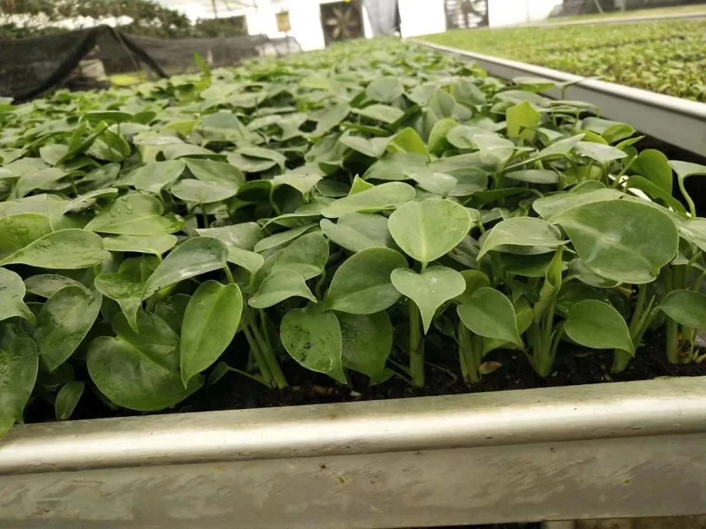 Indoor and outdoor decorative Plant seedlings Monstera