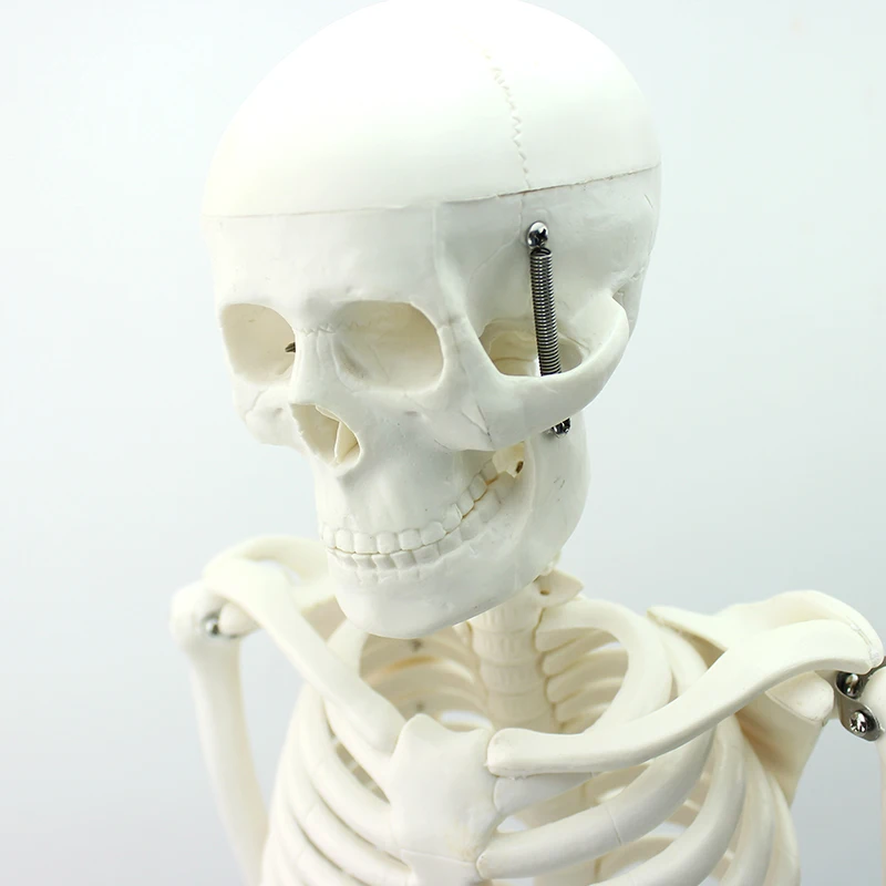 Human Teaching Skeleton Model Spinal Column Model 85cm Human Skeleton with Natural size of pvc