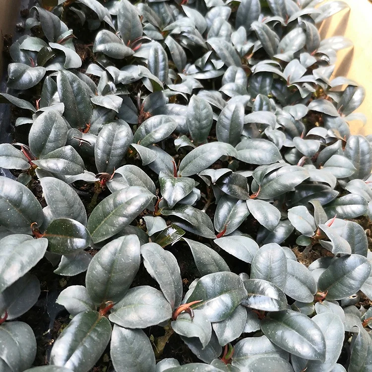 Черная рассада King Kong