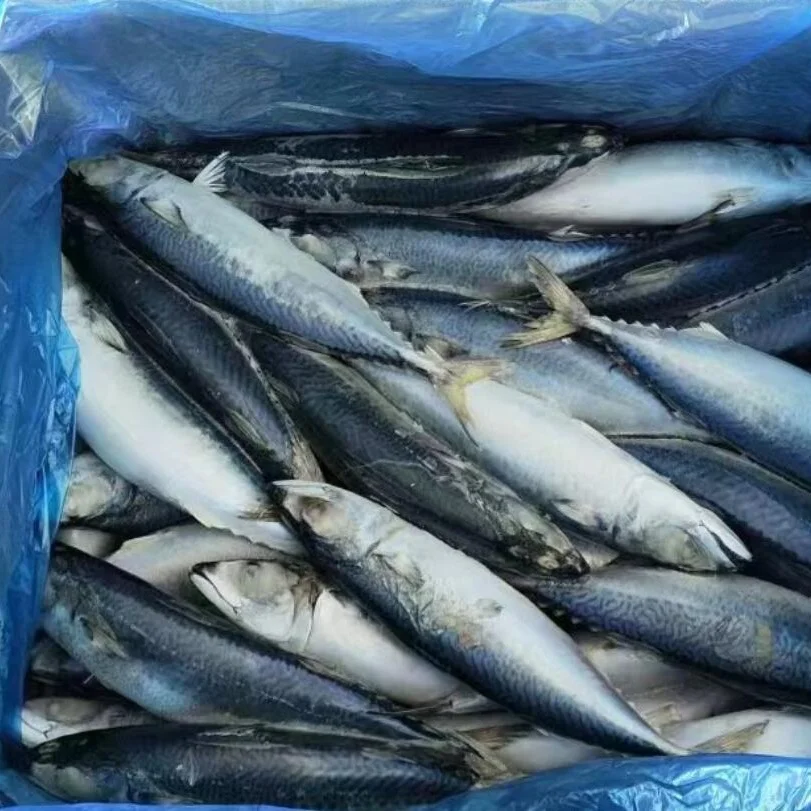 Wholesale High Quality Frozen Salmon Fish King Mackerel Cold Storage Hkwalkin Cold Storage Room Cold Stores Project