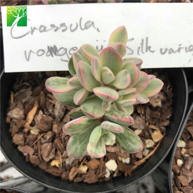 Wholesale Rare variety live succulent plants Crassula rogersii Variegata plant